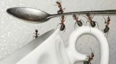 Kako se znebiti mravljev v kuhinji